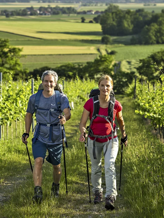 Pohodnik in pohodnica v pohodniški opremi hodita med zelenimi vinogradi