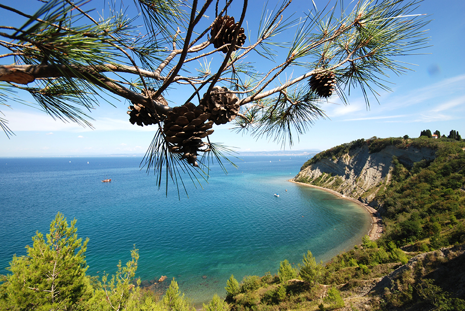 Divja plaža Pacug (med Fieso in Strunjanom)